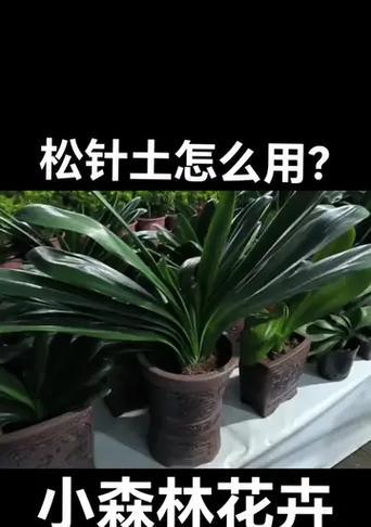 松针土的制作和使用方法是什么？怎样利用松针养花？