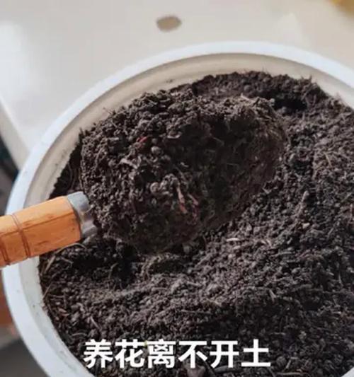 松针土的制作和使用方法是什么？怎样利用松针养花？