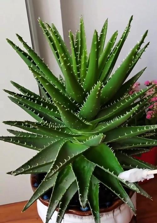 常见的芦荟品种有哪些？哪种芦荟最适合家庭种植？