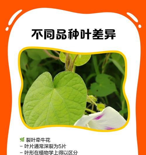 牵牛花叶子发黄怎么办？如何正确处理？