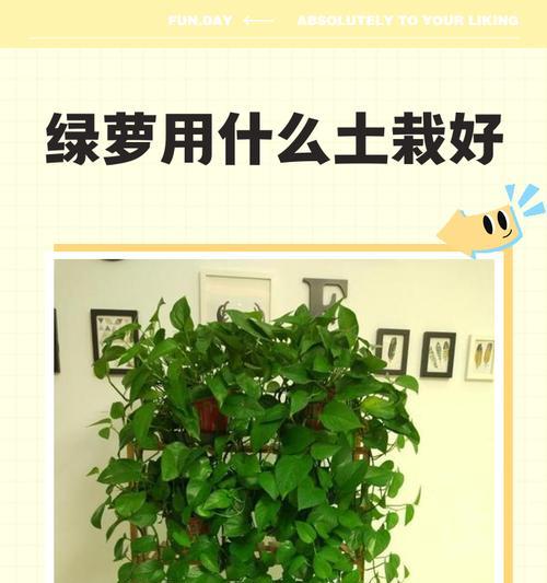 什么土壤好？不同植物对土壤类型的需求是什么？