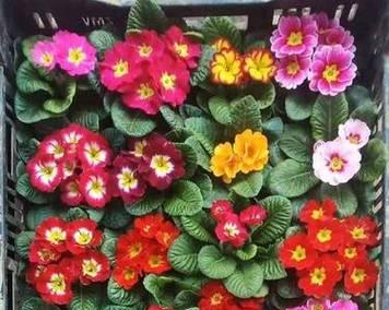 报春花种子播种方法是什么？