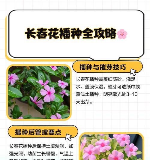 报春花种子播种方法是什么？
