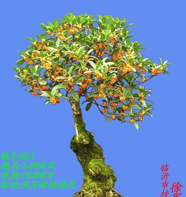 桂花盆景整形方法有哪些？