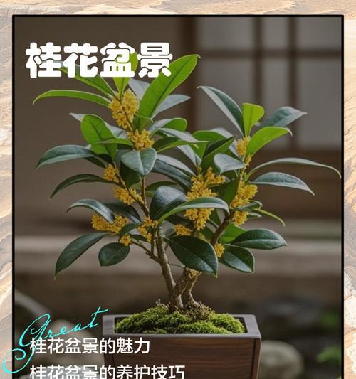 桂花盆景整形方法有哪些？