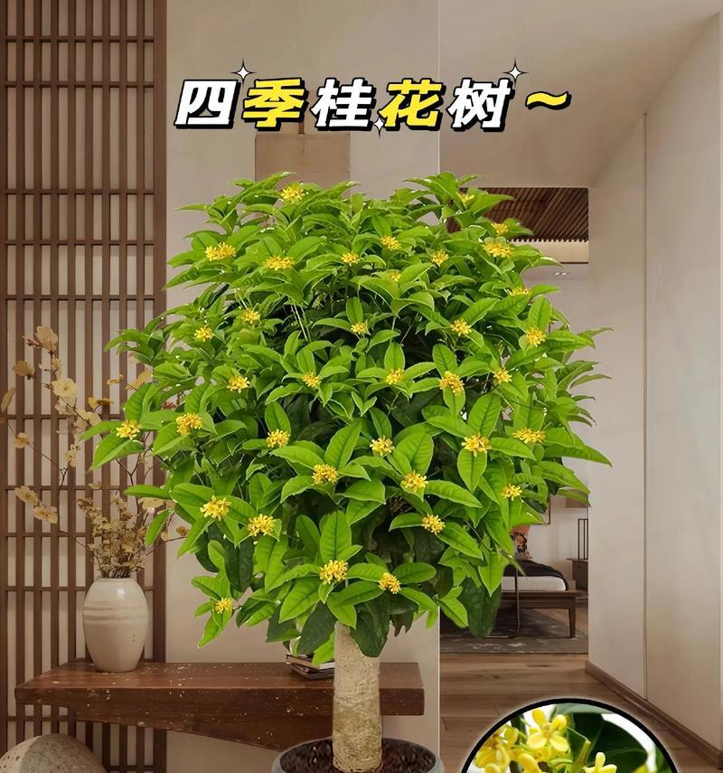 桂花盆景整形方法有哪些？
