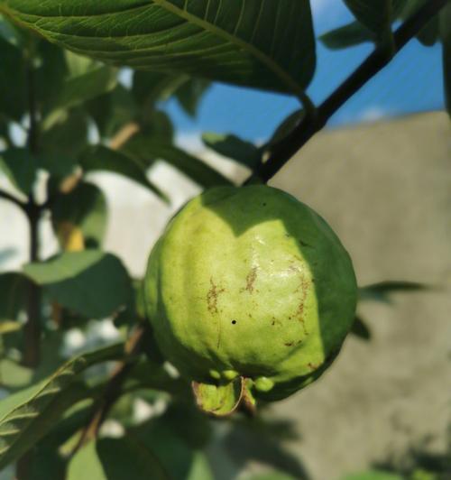 石榴花干枯后的挽救措施是什么？