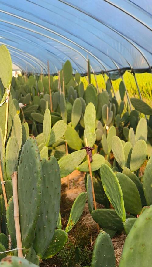食用仙人掌种植方法是什么？