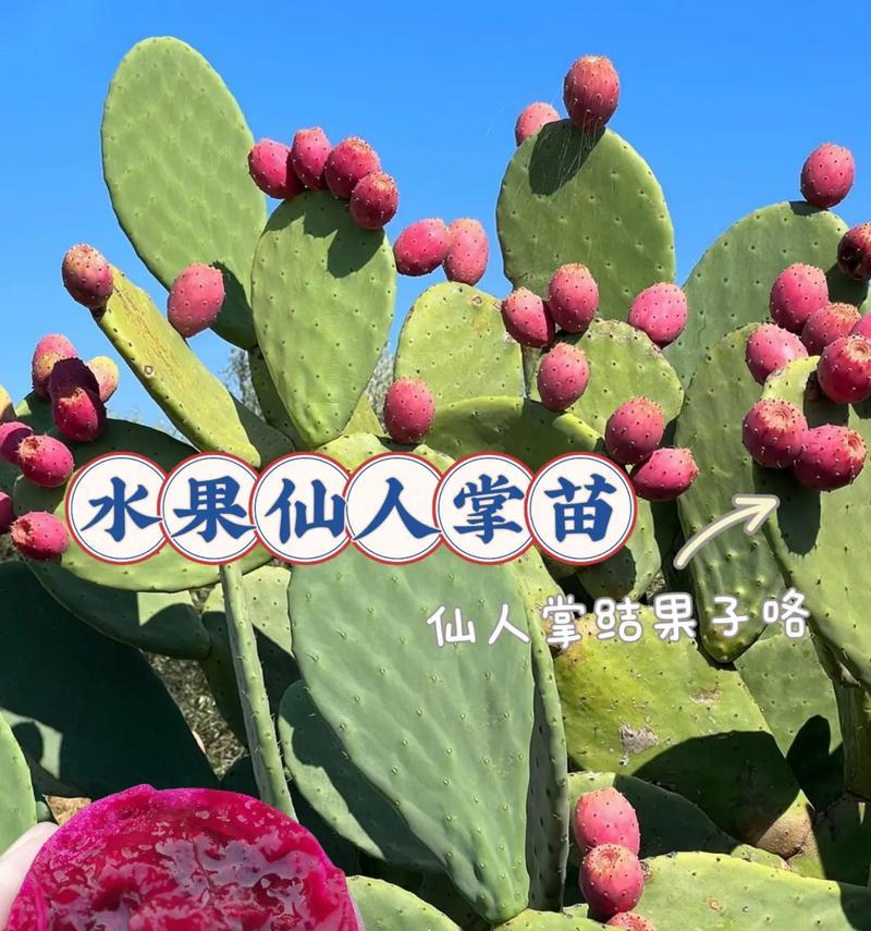 食用仙人掌种植方法是什么？