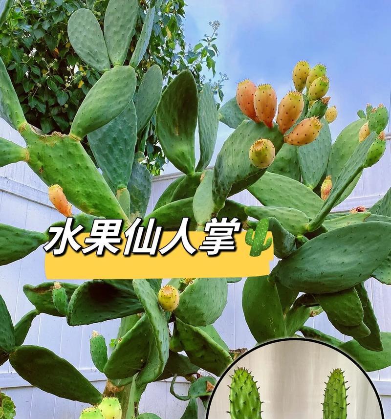 食用仙人掌种植方法是什么？