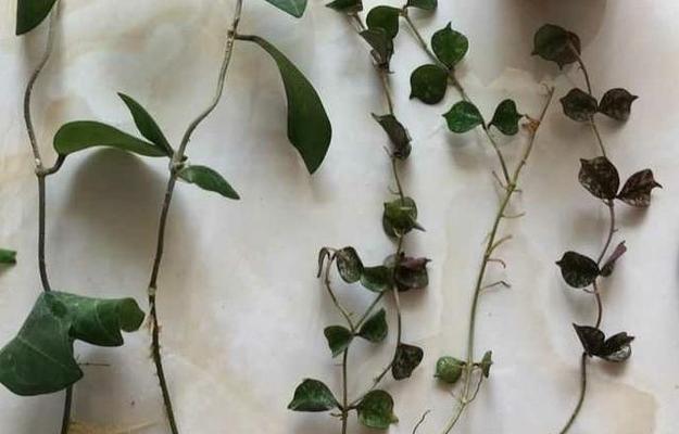 球兰烂根了怎么办？如何进行有效的根部处理？