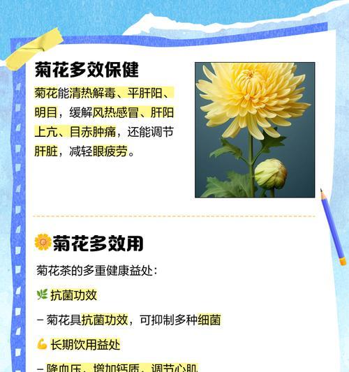 菊花的养殖技巧和常见问题解答是什么？