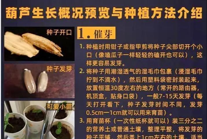 水葫芦在家中如何培养才能更茂盛？