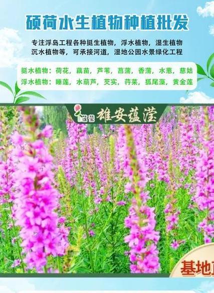 水葫芦在家中如何培养才能更茂盛？