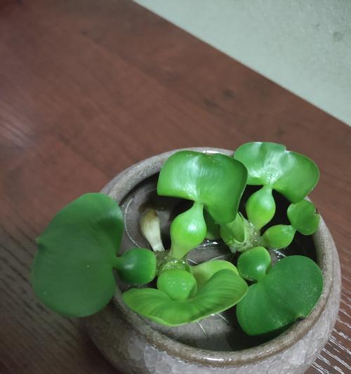 水葫芦在家中如何培养才能更茂盛？