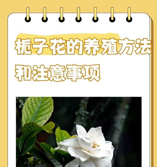 栀子花不开花的原因是什么？
