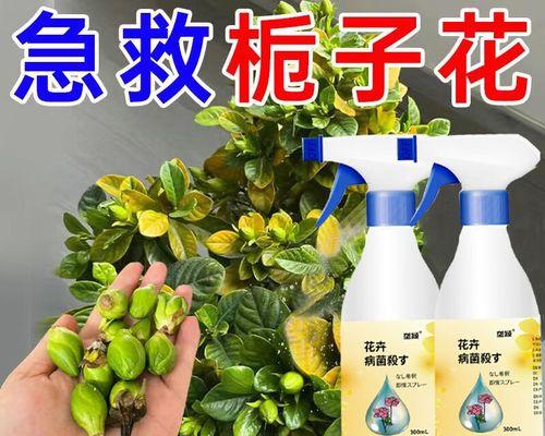 栀子花不开花的原因是什么？