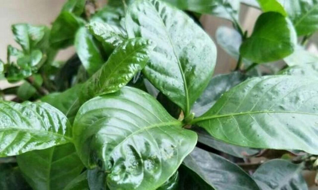 栀子花不开花的原因是什么？