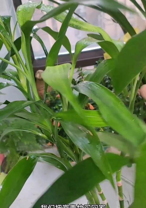 富贵竹开花后如何继续养护？