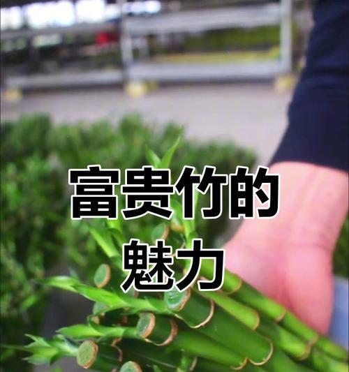 富贵竹开花后如何继续养护？