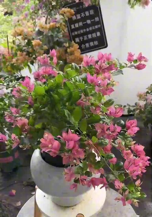 富贵竹开花后如何继续养护？
