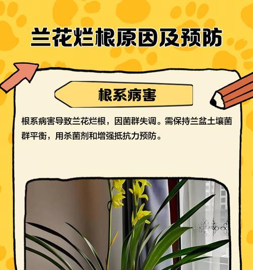 兰花根部发黄怎么办？如何防治？