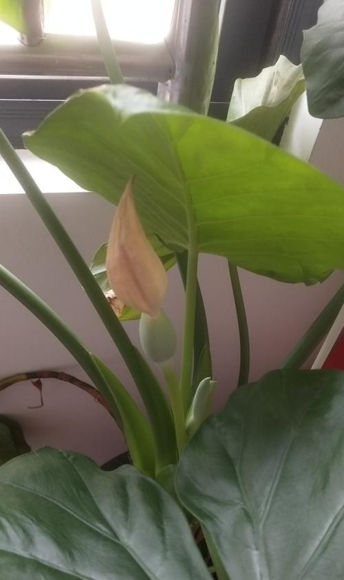 滴水观音的花朵形态是怎样的？滴水观音开花的条件是什么？