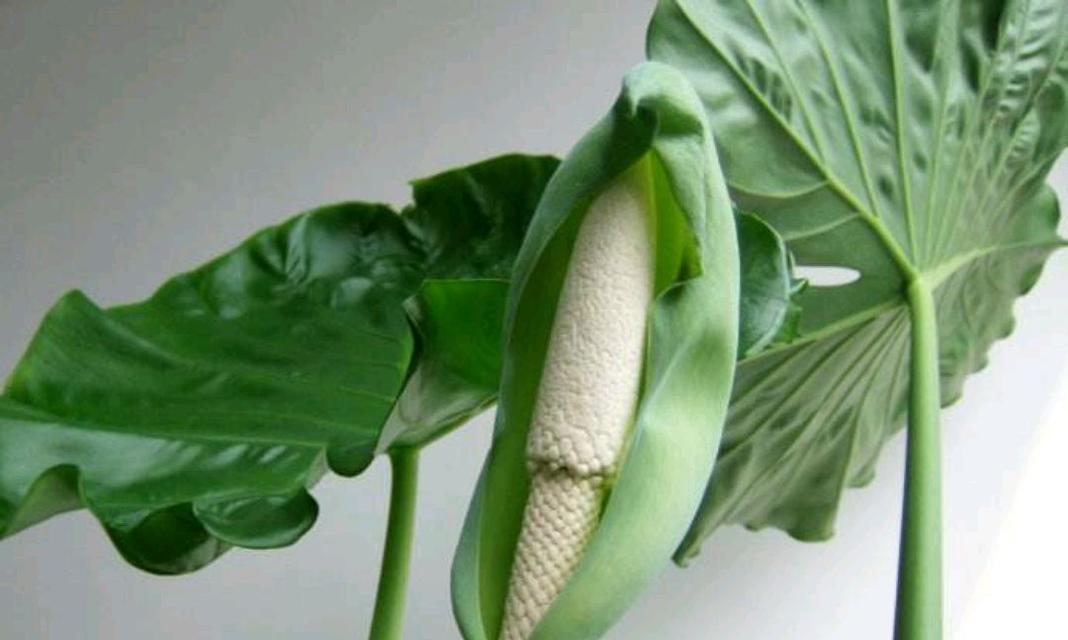 滴水观音的花朵形态是怎样的？滴水观音开花的条件是什么？