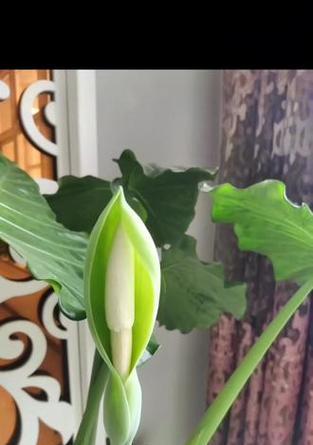 滴水观音的花朵形态是怎样的？滴水观音开花的条件是什么？