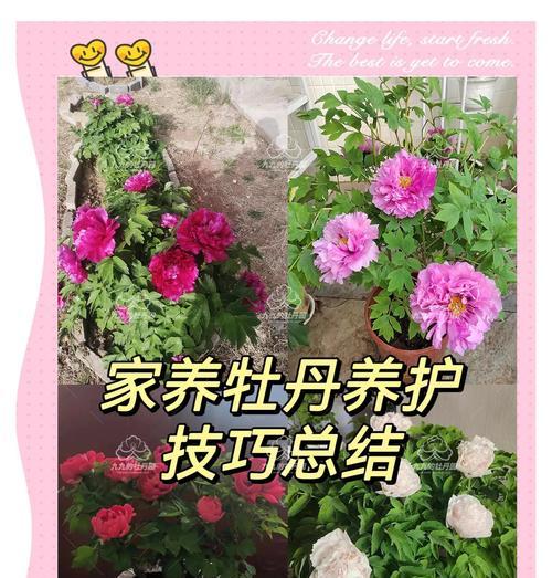 水牡丹的养护技巧是什么？