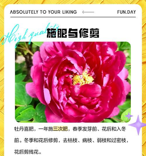 水牡丹的养护技巧是什么？