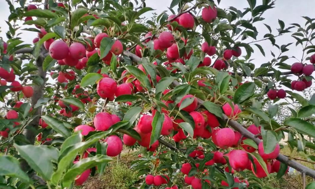 荆州地区适宜种植哪些花卉品种？