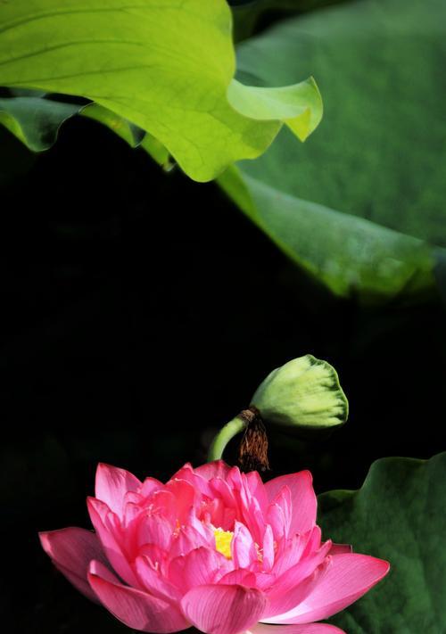荆州地区适宜种植哪些花卉品种？