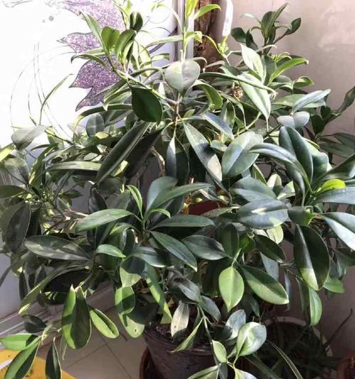 家庭花卉的品种有哪些？家庭花卉种植的常见问题是什么？