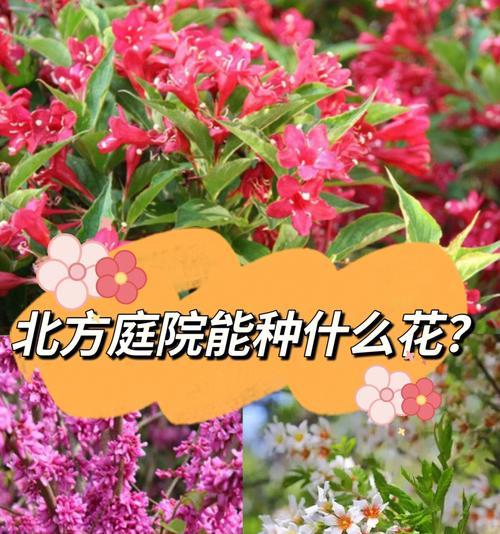 家庭花卉的品种有哪些？家庭花卉种植的常见问题是什么？