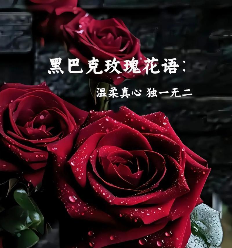 玫瑰的品种有哪些？不同品种玫瑰的花语是什么？