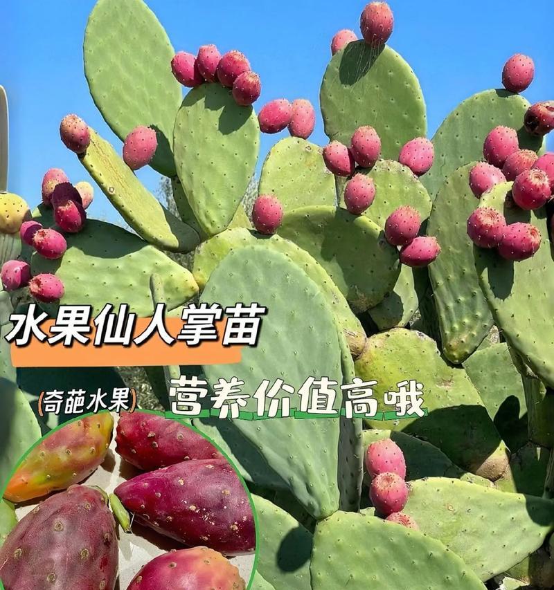 仙人掌如何养殖？仙人掌的养殖技巧和注意事项有哪些？