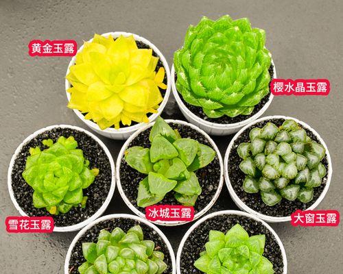 玉露哪种品种最佳？玉露品种选择的技巧是什么？