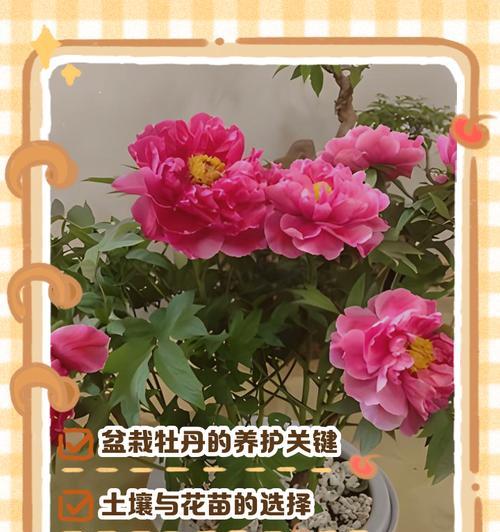 牡丹花什么时候修剪好？牡丹花的修剪技巧和最佳时期？
