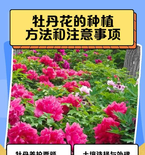 牡丹花什么时候修剪好？牡丹花的修剪技巧和最佳时期？