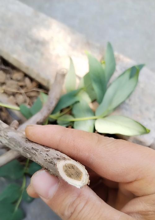 牡丹花什么时候修剪好？牡丹花的修剪技巧和最佳时期？