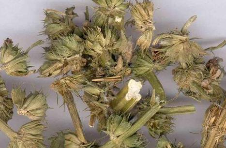 益母草有哪些品种？益母草品种的药用价值如何？