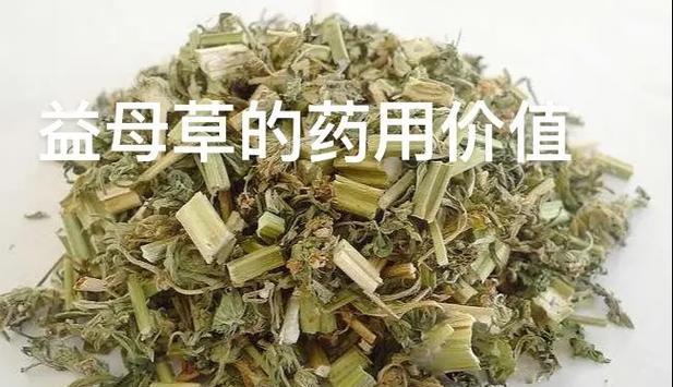 益母草有哪些品种？益母草品种的药用价值如何？