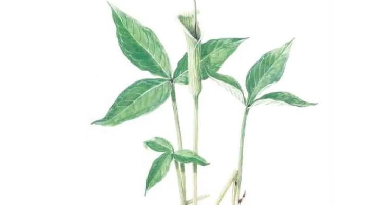 半夏是什么花？半夏的植物特性是什么？