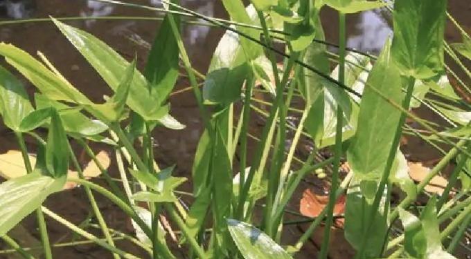 半夏是什么花？半夏的植物特性是什么？