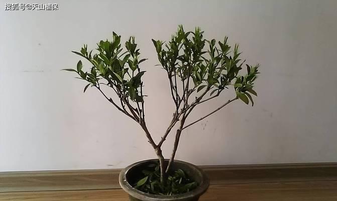 枝枝花修剪的最佳时机是什么时候？如何正确修剪枝枝花？