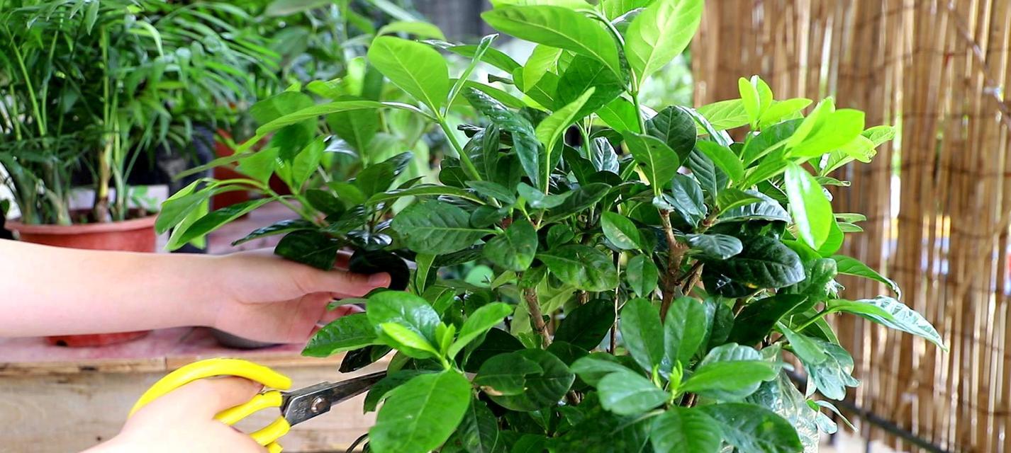 枝枝花修剪的最佳时机是什么时候？如何正确修剪枝枝花？