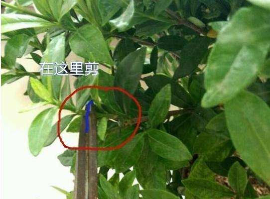 枝枝花修剪的最佳时机是什么时候？如何正确修剪枝枝花？
