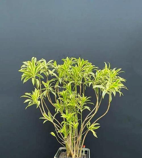 百合竹修剪技巧有哪些？