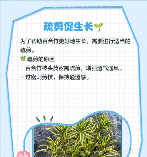 百合竹修剪技巧有哪些？
